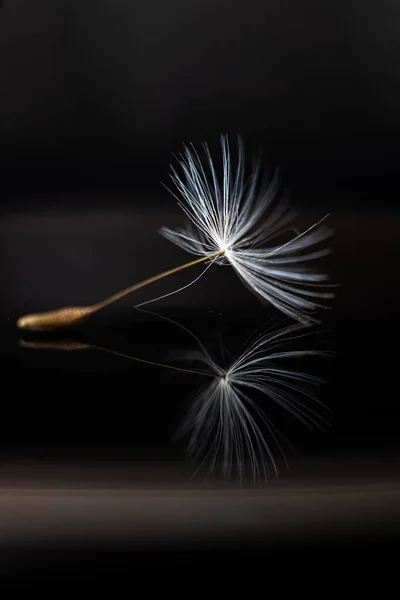 Una Macro Toma Una Semilla Diente León Colocada Sobre Una —  Fotos de Stock