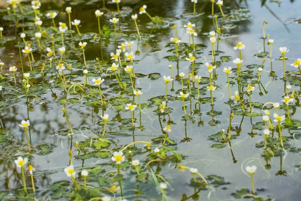 サニレ葉の水冠の花に雨が降りますRanunculus Saniculifolius Pelatus Ssp カルスト ガリージのカメニッツァで マルタ — ストック写真