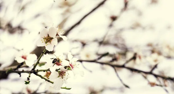 Bin Mandelblomma Vackra Vårblommor Gren Mandelträd Full Blom Med Ett — Stockfoto
