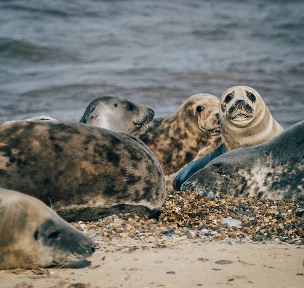 Mehrere Robben Umeinander Strand — Stockfoto