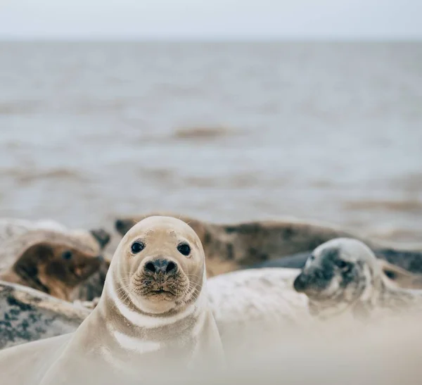 Několik Tuleňů Ležících Během Dne Písku Pláže — Stock fotografie