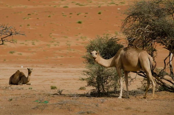 Colpo Due Cammelli Nel Deserto Mentre Uno Piedi Accanto All — Foto Stock