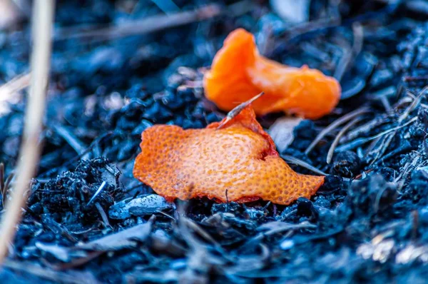 Encerramento Cogumelos Ácido Laranja Contra Fundo Azul Suíça Durante Primavera — Fotografia de Stock