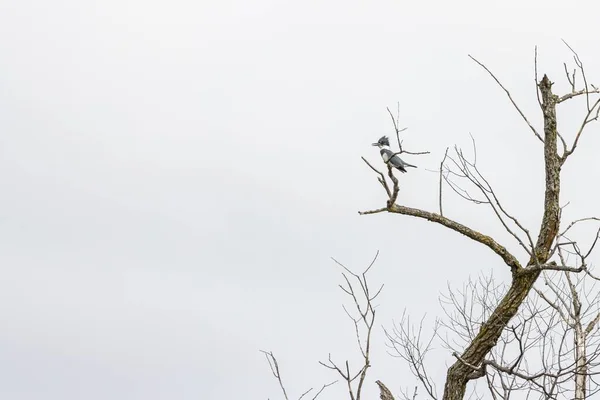Bulutlu Bir Gökyüzünün Altındaki Ağaç Dalında Duran Bir Kuş — Stok fotoğraf