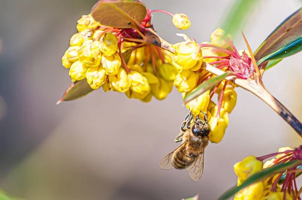 在瑞士春天 一只蜜蜂在模糊的背景下从一朵黄色的花中采蜜的宏观图片 — 图库照片