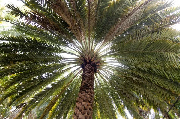 Låg Vinkel Skott Bred Hög Grön Palm — Stockfoto