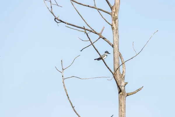 Een Vogel Die Boomtak Staat Met Een Blauwe Lucht Achtergrond — Stockfoto