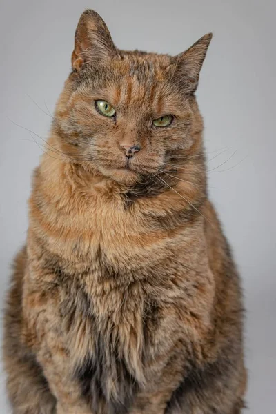 Een Verticaal Shot Van Een Chagrijnige Kat Kijkend Naar Camera — Stockfoto