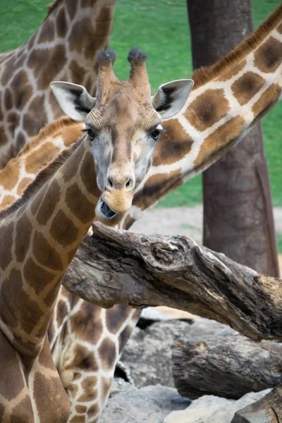Vertikální Záběr Žiraf Obklopených Stromy Trávou Poli Dne Rozmazaném Pozadí — Stock fotografie