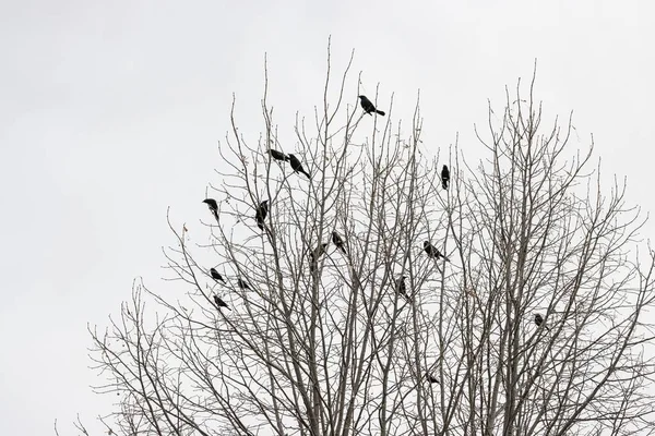 Árbol Sin Hojas Con Pájaros Las Ramas — Foto de Stock