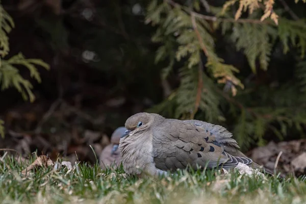 Une Photo Sélective Pigeon Dans Champ Herbeux — Photo