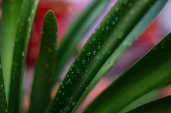 Closeup Shot Green Leaf Water Drops — Stock Photo, Image