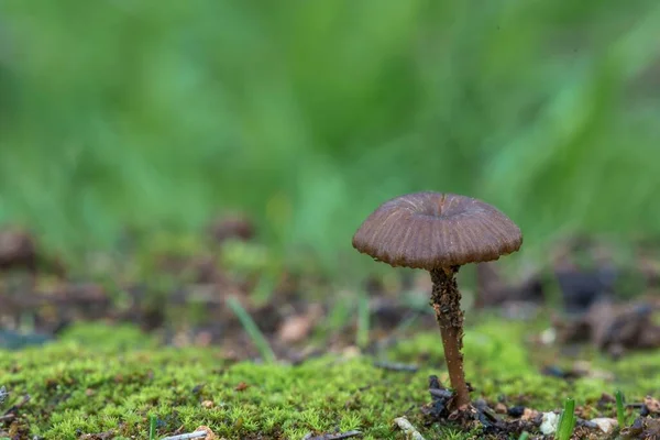 Entoloma Rusticoides Grzyb Saprofitowy Rosnący Mchu Ściółce Liści Sosny Aleppo — Zdjęcie stockowe