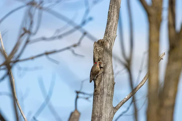 Ağaçtaki Kuşun Seçici Odak Noktası — Stok fotoğraf