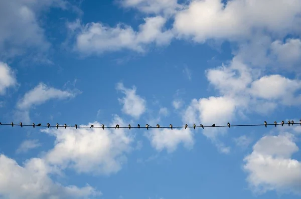 Ein Stromkabel Mit Vögeln Darauf Unter Blauem Himmel — Stockfoto