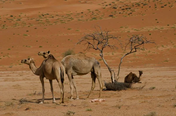 Disparo Tres Camellos Medio Del Desierto Uno Ellos Sentado Descansado — Foto de Stock