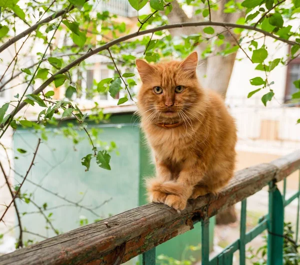 Апельсиновий Таббі Кіт Сидить Під Деревом — стокове фото