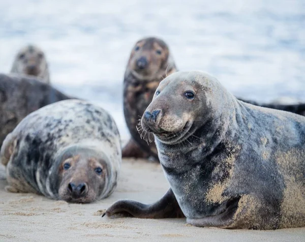 Mehrere Robben Umeinander Strand — Stockfoto