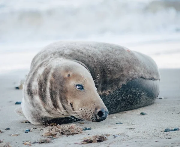 Тюлень Пляже Дневное Время — стоковое фото
