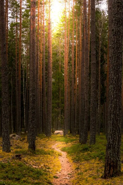 Вертикальный Снимок Узкой Тропинки Посреди Леса Высокими Деревьями — стоковое фото