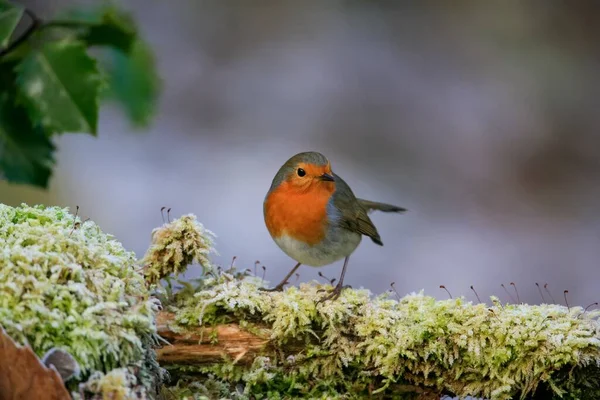 黒ずんだ背景を持つ苔むした枝に座っているかわいいヨーロッパのロビン鳥の選択的な焦点ショット — ストック写真