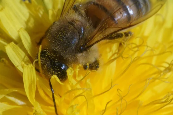Egy Szelektív Fókuszfelvétel Egy Sárga Virágot Beporzó Méhről — Stock Fotó
