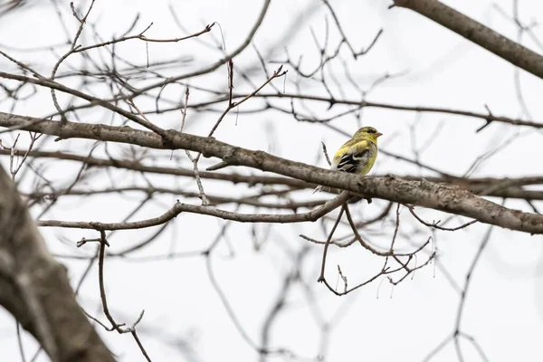 Ein Gelber Vogel Auf Einem Ast Mit Verschwommenem Hintergrund — Stockfoto