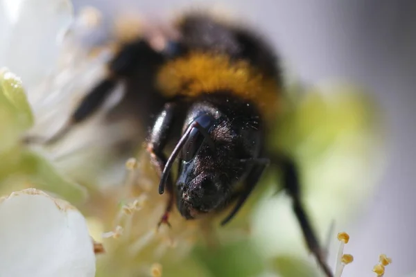 Nahaufnahme Einer Biene Mit Verschwommenem Hintergrund — Stockfoto