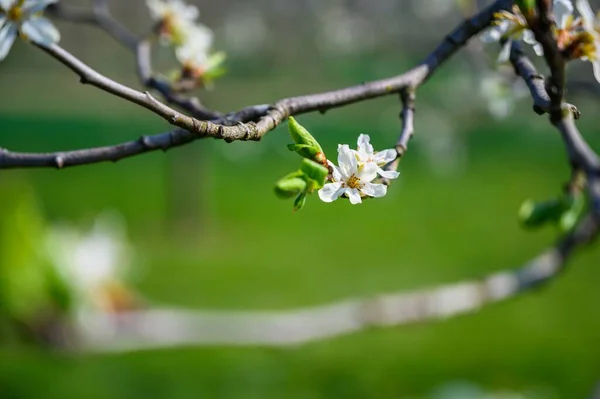 Gros Plan Mise Point Sélective Une Étonnante Fleur Cerisier Sous — Photo