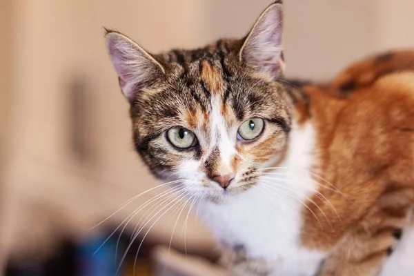 Primo Piano Profilo Gatto Domestico Con Occhi Lucenti Larghi — Foto Stock