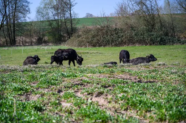緑の畑の真ん中を歩いている黒い牛の素晴らしいショット — ストック写真