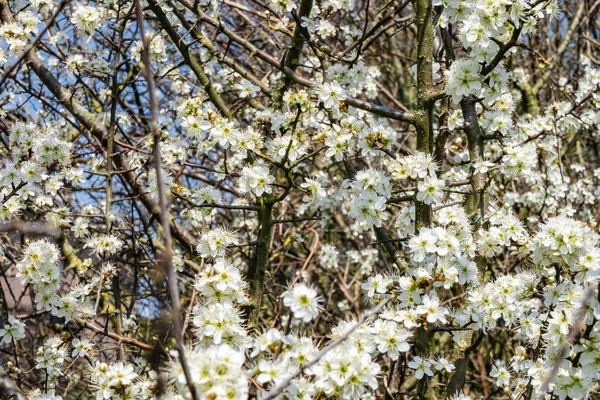 Die Äste Der Apfelblüten Blühen Auf Den Bäumen — Stockfoto
