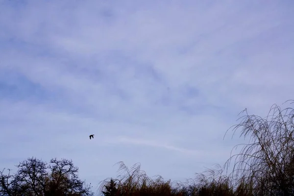 鳥が飛んで木がある曇った空 — ストック写真