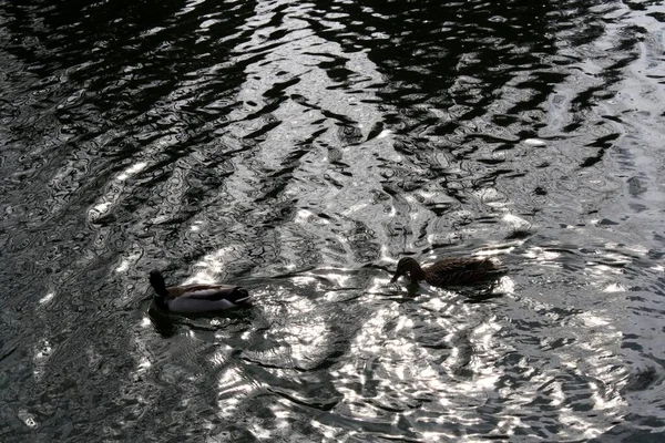 Eine Ente Schwimmt Tagsüber Teich — Stockfoto