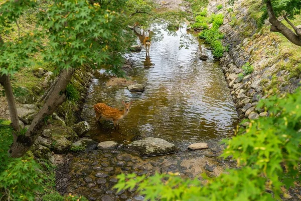 Una Hermosa Vista Los Ciervos Medio Río Parque Nara Capturado —  Fotos de Stock