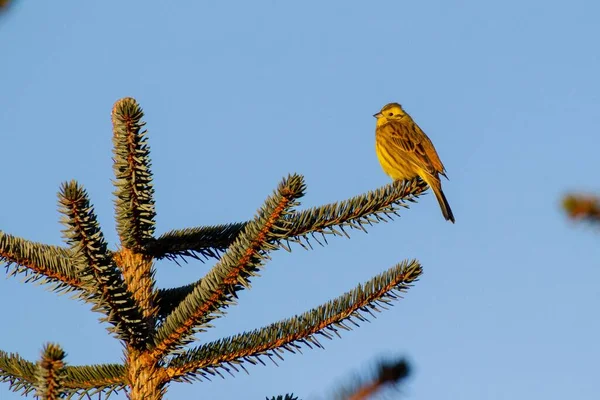 Moineau Perché Sur Épinette Par Ciel Bleu Clair — Photo