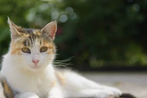 Eine Selektive Nahaufnahme Einer Katze Mit Viel Grün Hintergrund — Stockfoto