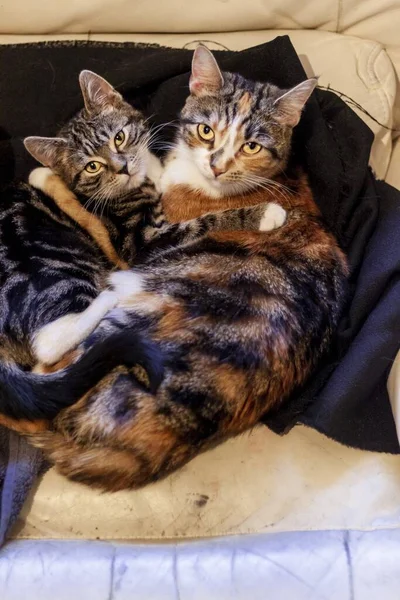 Pionowy Obraz Słodkich Kotów Domowych Przytulających Się Razem — Zdjęcie stockowe