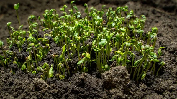 新しい成長している植物のクローズアップ選択的焦点ショット — ストック写真