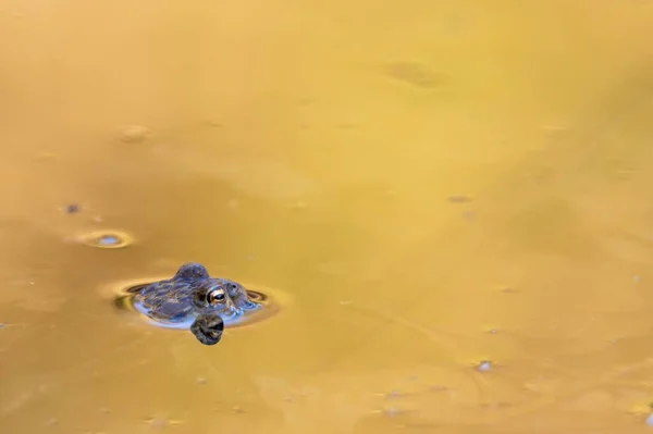 Fechamento Sapo Que Espreita Lagoa — Fotografia de Stock