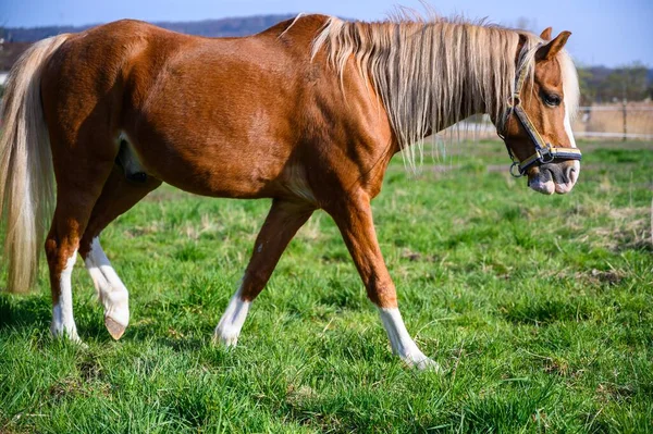 草の上を歩く美しい茶色の馬の素晴らしい景色 — ストック写真