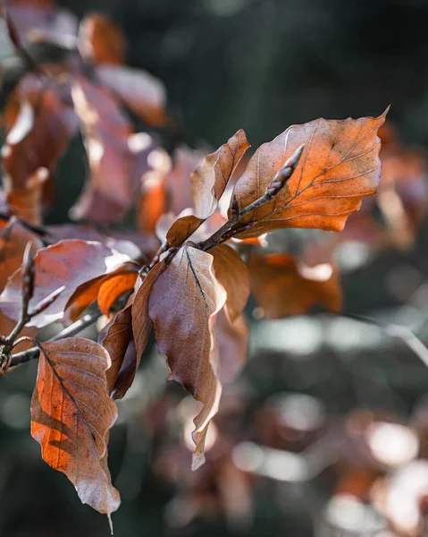 Selektive Nahaufnahme Eines Erstaunlichen Astes Mit Orangefarbenen Blättern Sonnenlicht — Stockfoto