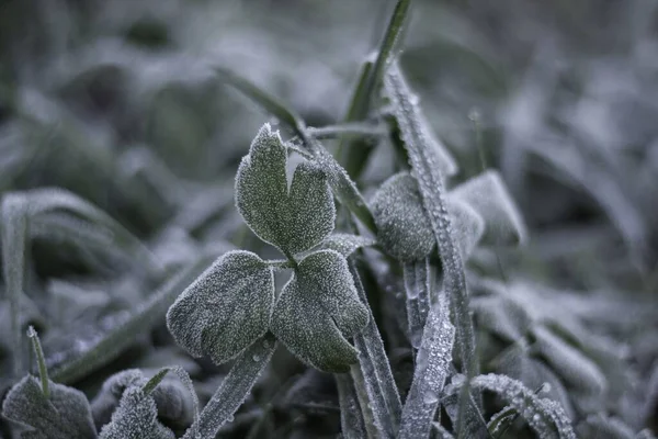 Extreem Veel Vorst Grassen Onkruid Een Tuin — Stockfoto