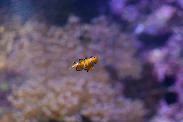 Гарний Знімок Риби Плаває Океані Розмитому Тлі — стокове фото