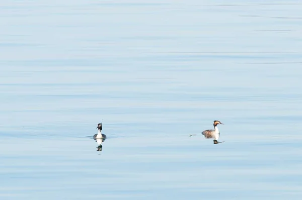 透明度の高い海で泳ぐ海鳥の素晴らしいショット — ストック写真