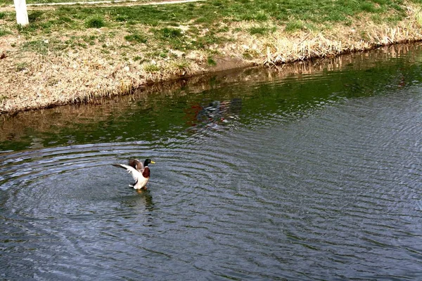 Pato Nadando Lagoa Durante Dia — Fotografia de Stock
