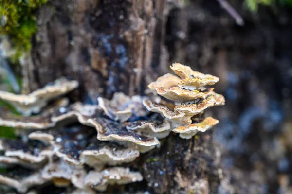 在树干上生长着一帧美丽的真菌特写 — 图库照片