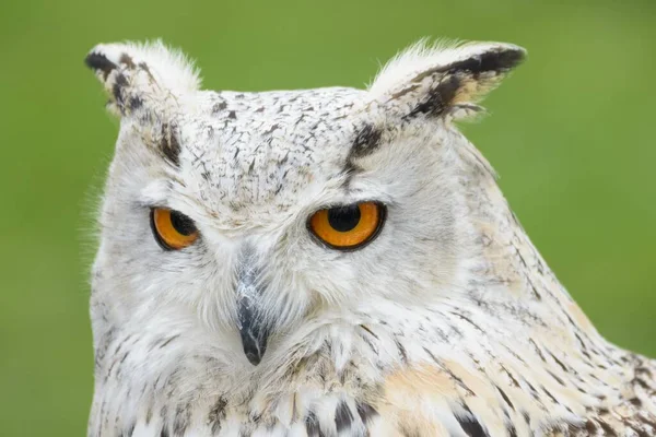 Nahaufnahme Einer Weißen Eule Auf Verschwommenem Hintergrund — Stockfoto