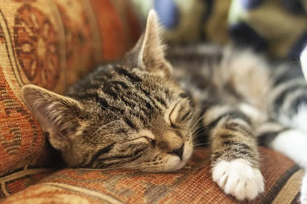 Primo Piano Simpatico Gattino Grigio Che Dorme Tessuto Arancione — Foto Stock