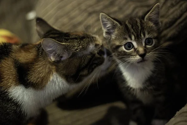 Uma Tabby Doméstico Mãe Gato Grooming Ela Gatinho — Fotografia de Stock